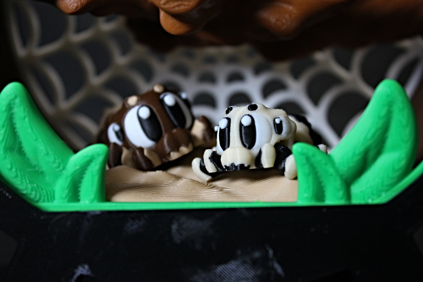 Spider Terrarium