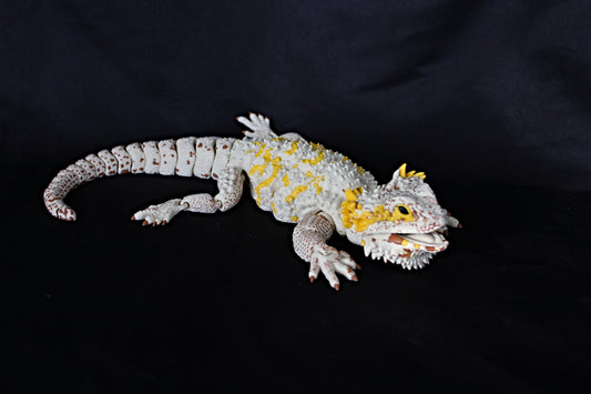 Bearded Dragon Lizard- Large